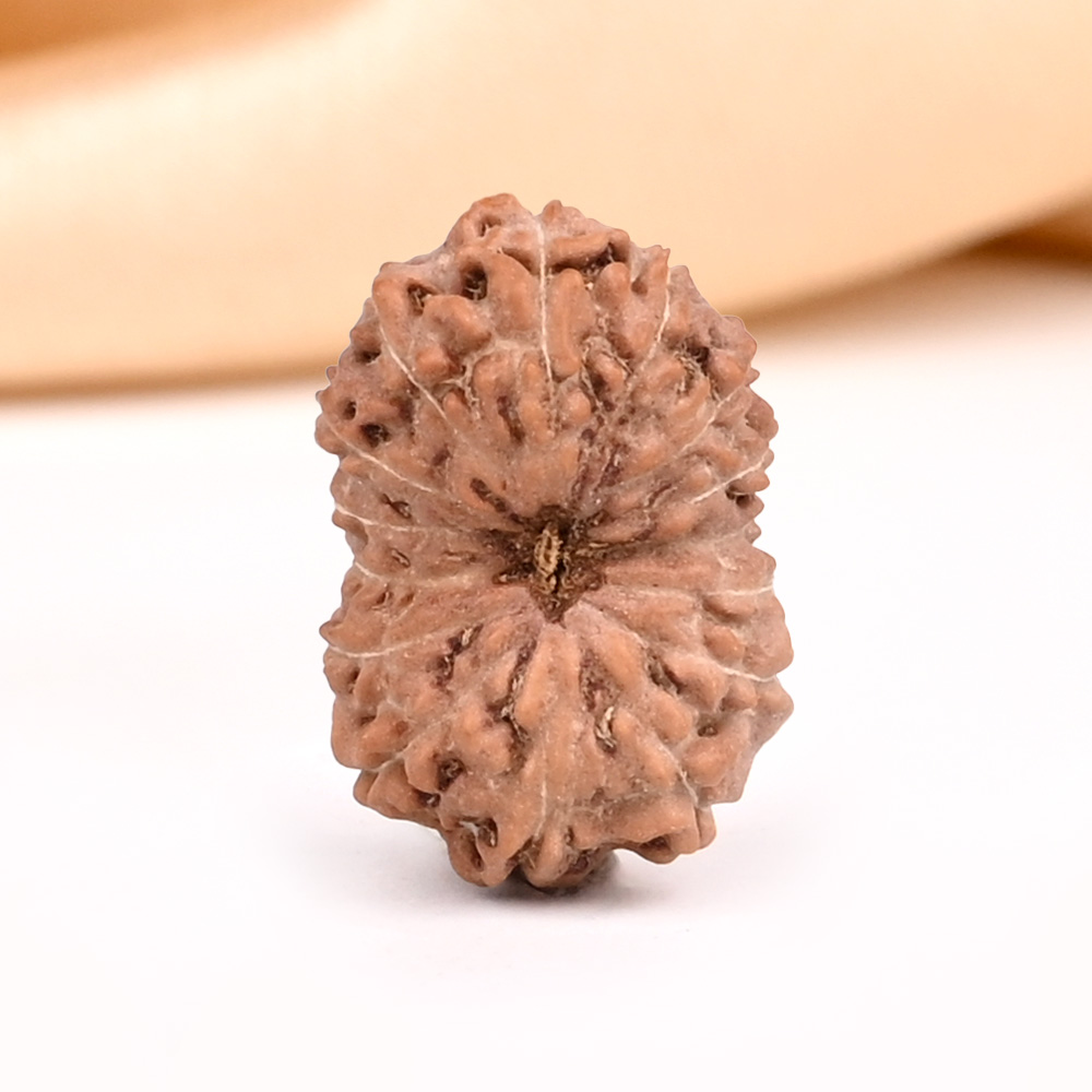 15 Mukhi from Java Indonesia - CLXXIII