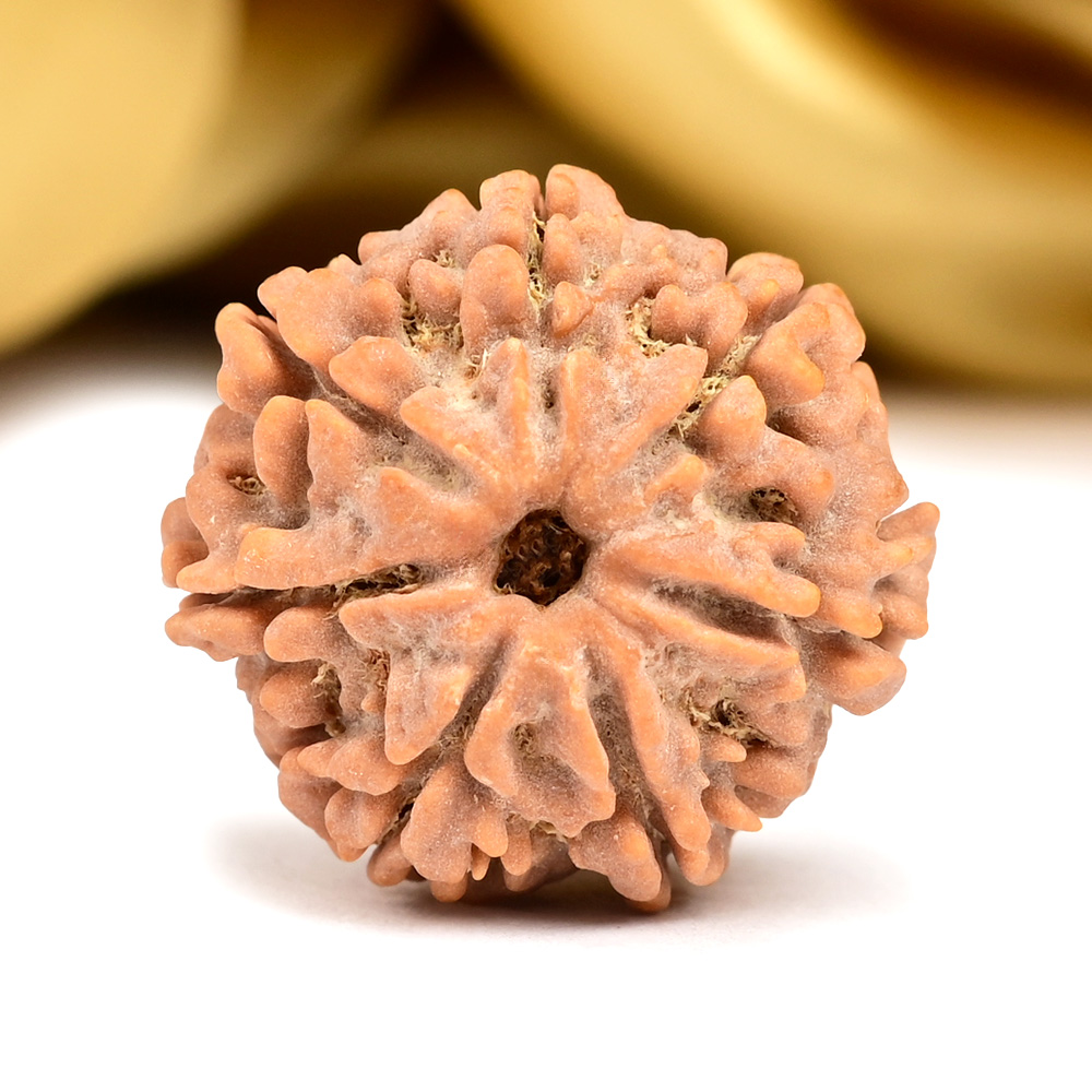 Collector 7 Mukhi from Nepal - DC