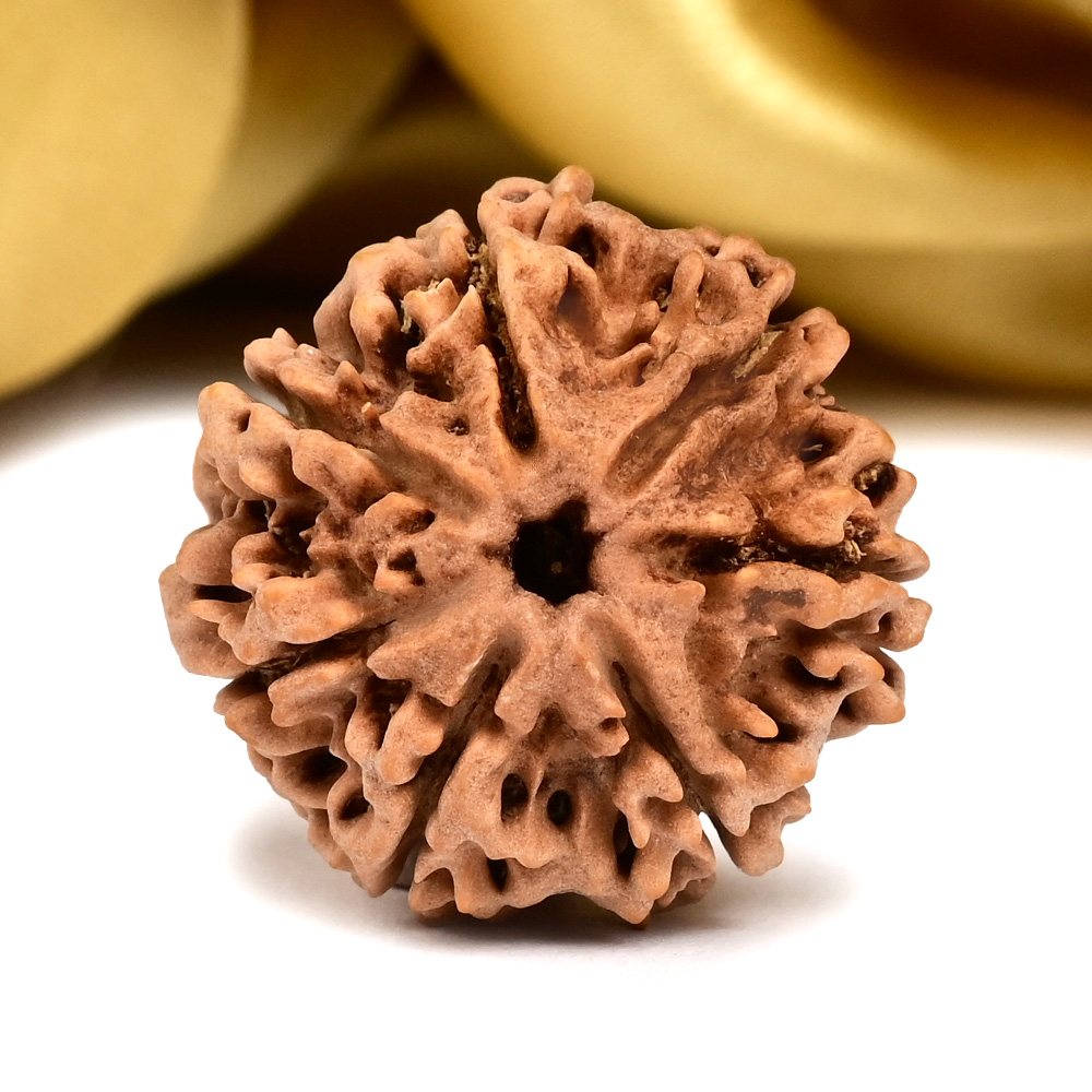 Collector 7 Mukhi from Nepal - DCIII