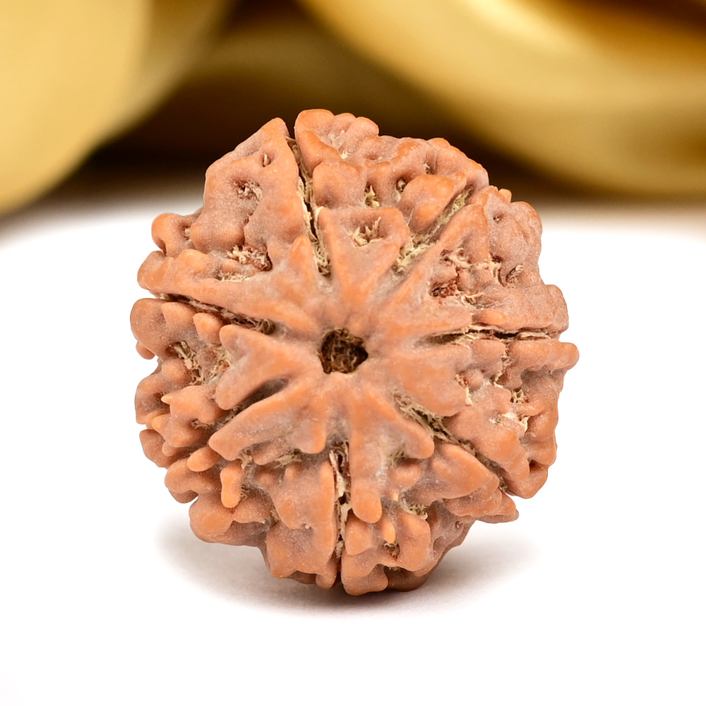 Collector 7 Mukhi from Nepal - DCIV