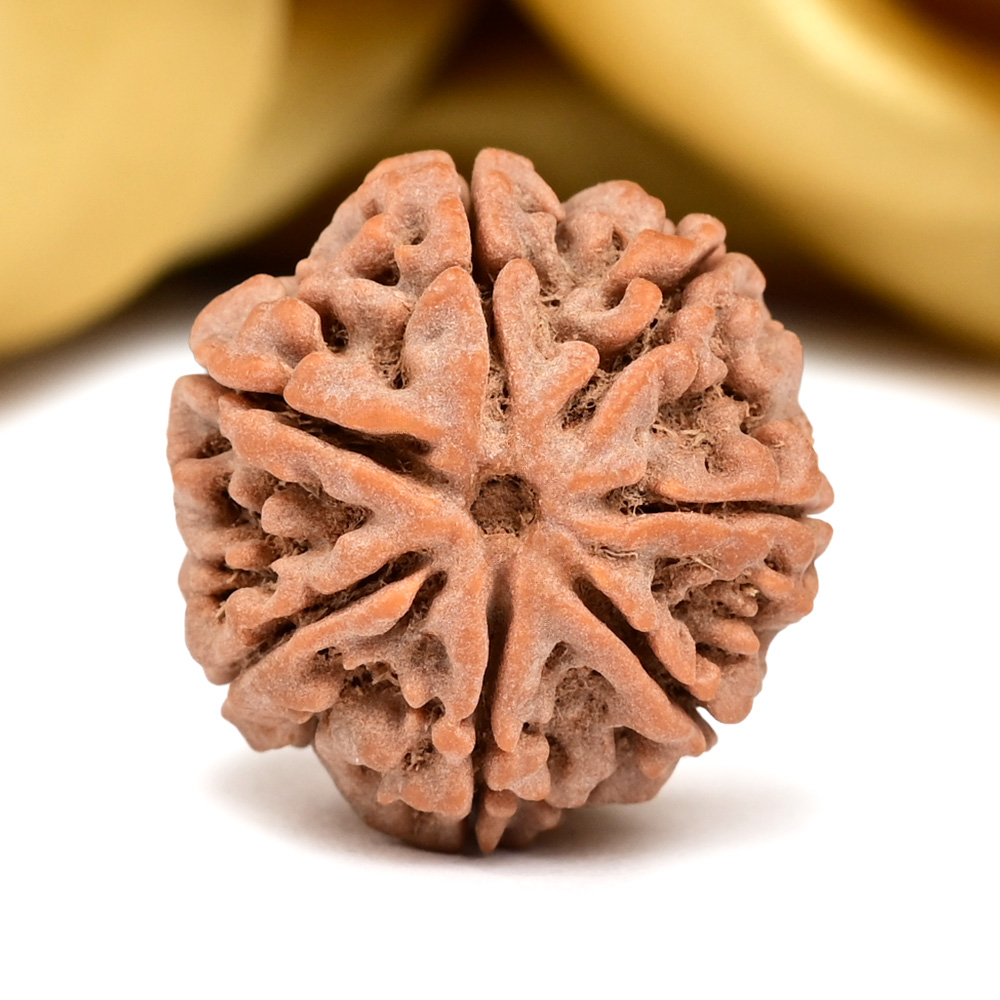 Collector 7 Mukhi from Nepal - DCV