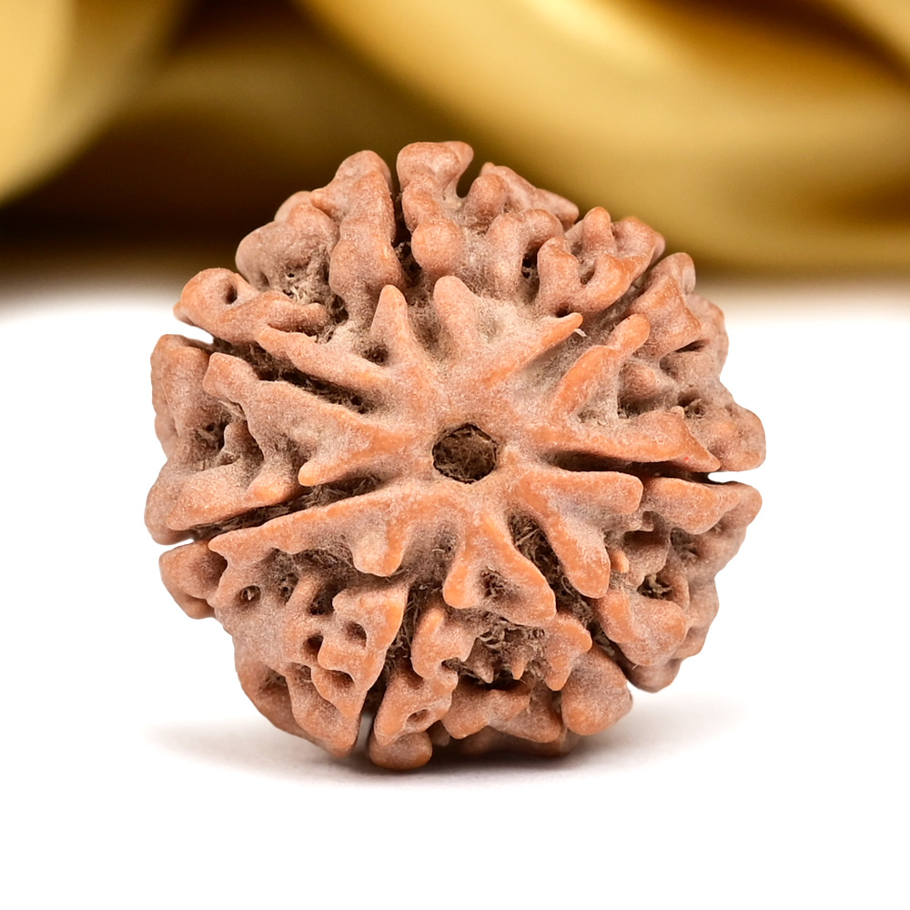 Collector 7 Mukhi from Nepal - DCVI