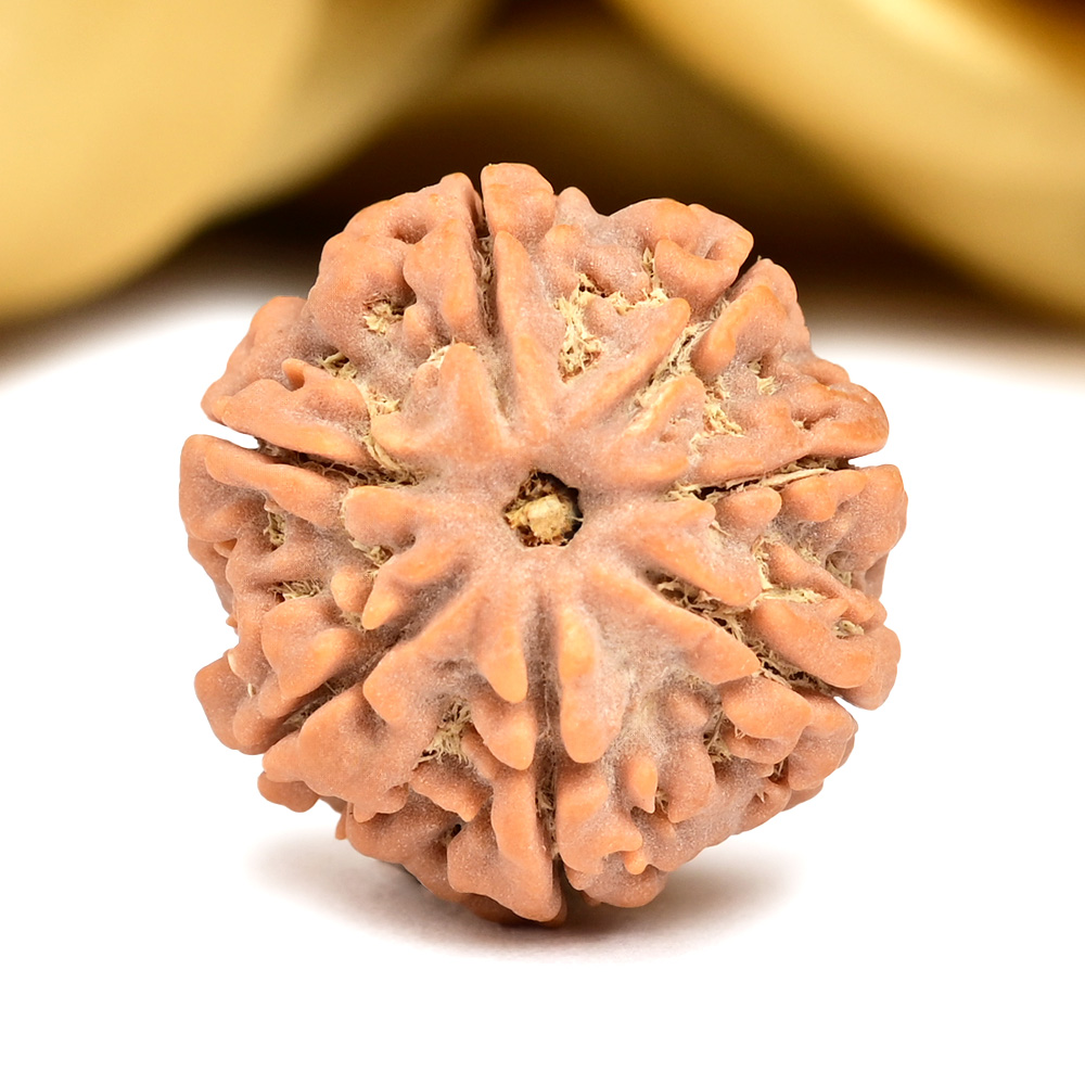 Collector 7 Mukhi from Nepal - DCVII