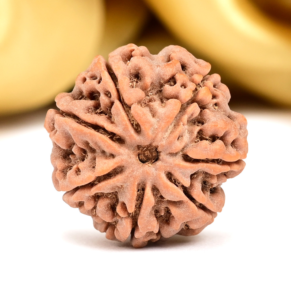 Collector 7 Mukhi from Nepal - DCVIII