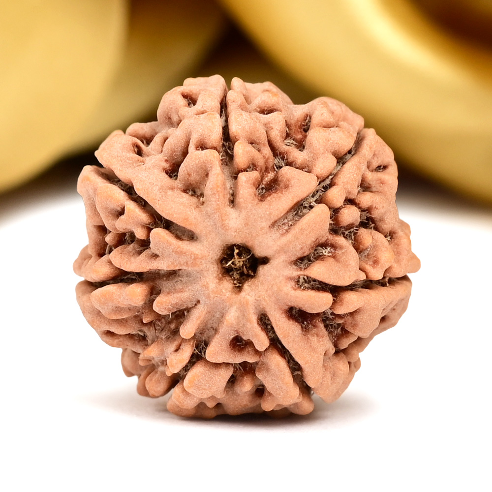 Collector 7 Mukhi from Nepal - DCIX