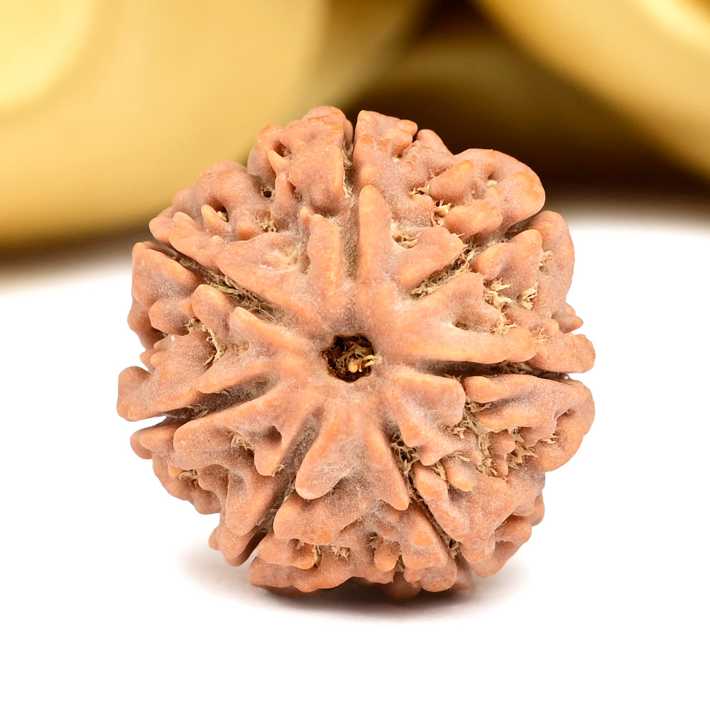 Collector 7 Mukhi from Nepal - DCL