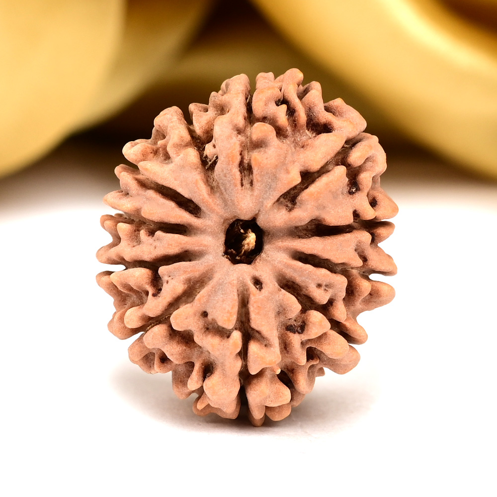 11 Mukhi from Nepal - CCCLXXII