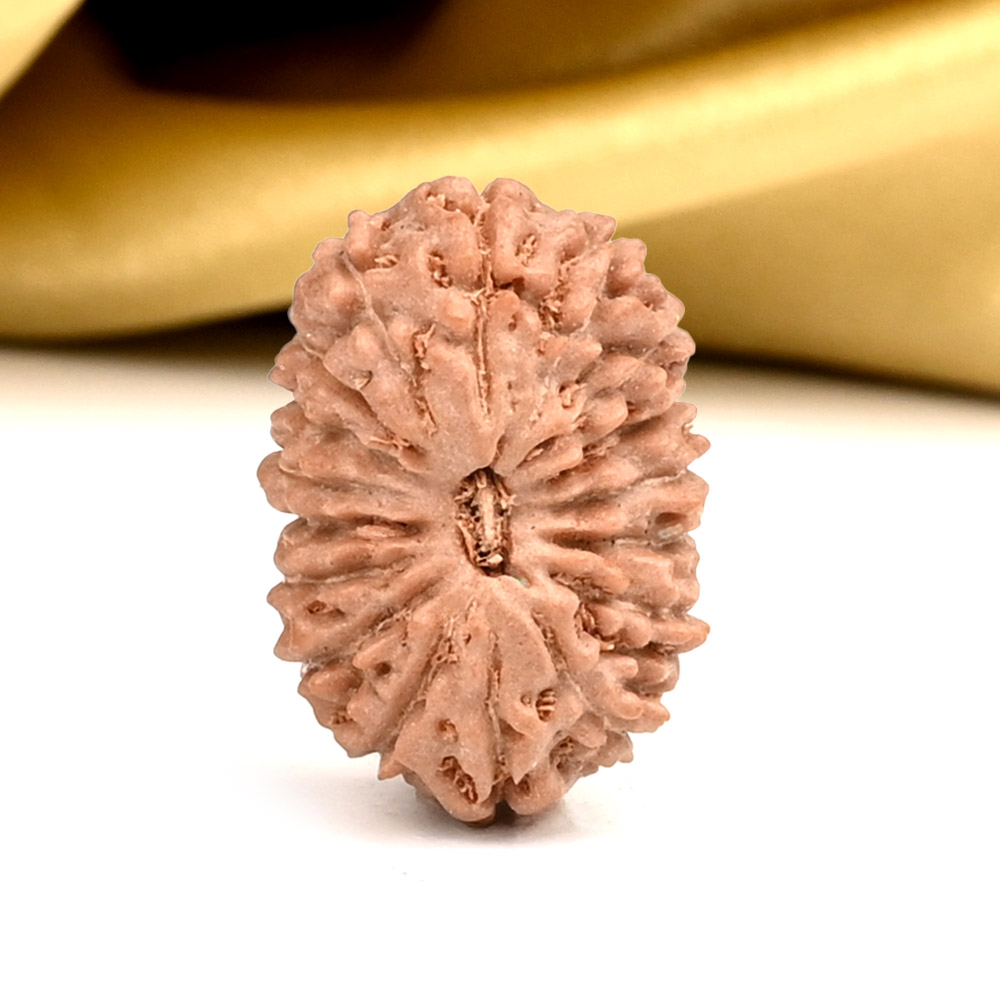 17 Mukhi from Java Indonesia - CLVI