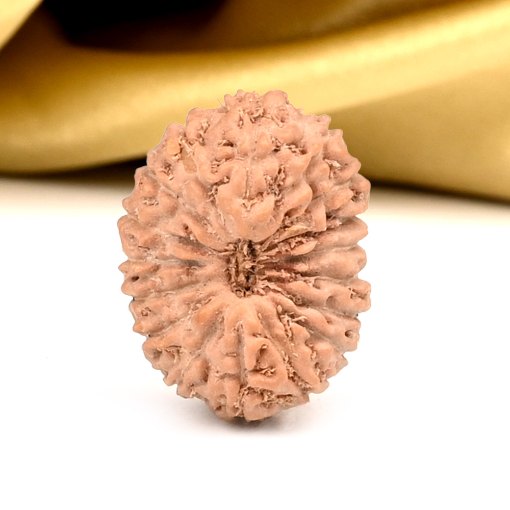 17 Mukhi from Java Indonesia - CLVIII