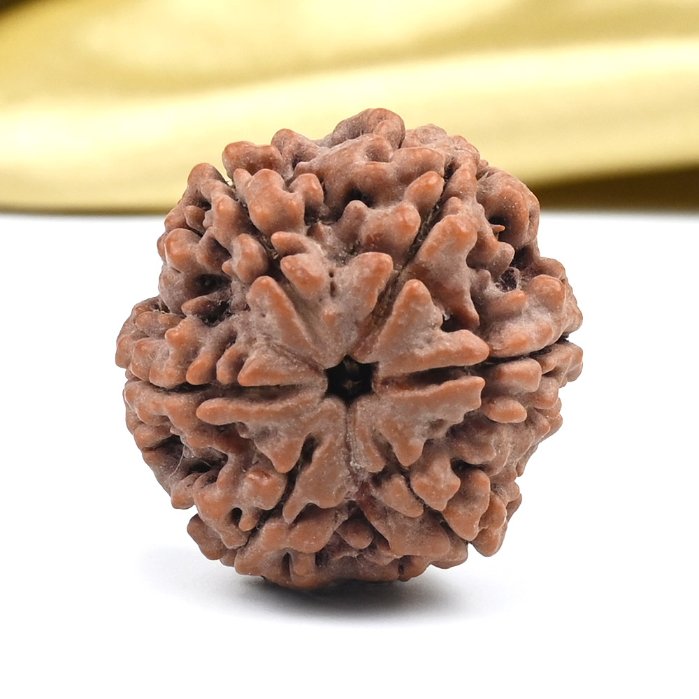 Super Collector 6 Mukhi from Nepal - CD