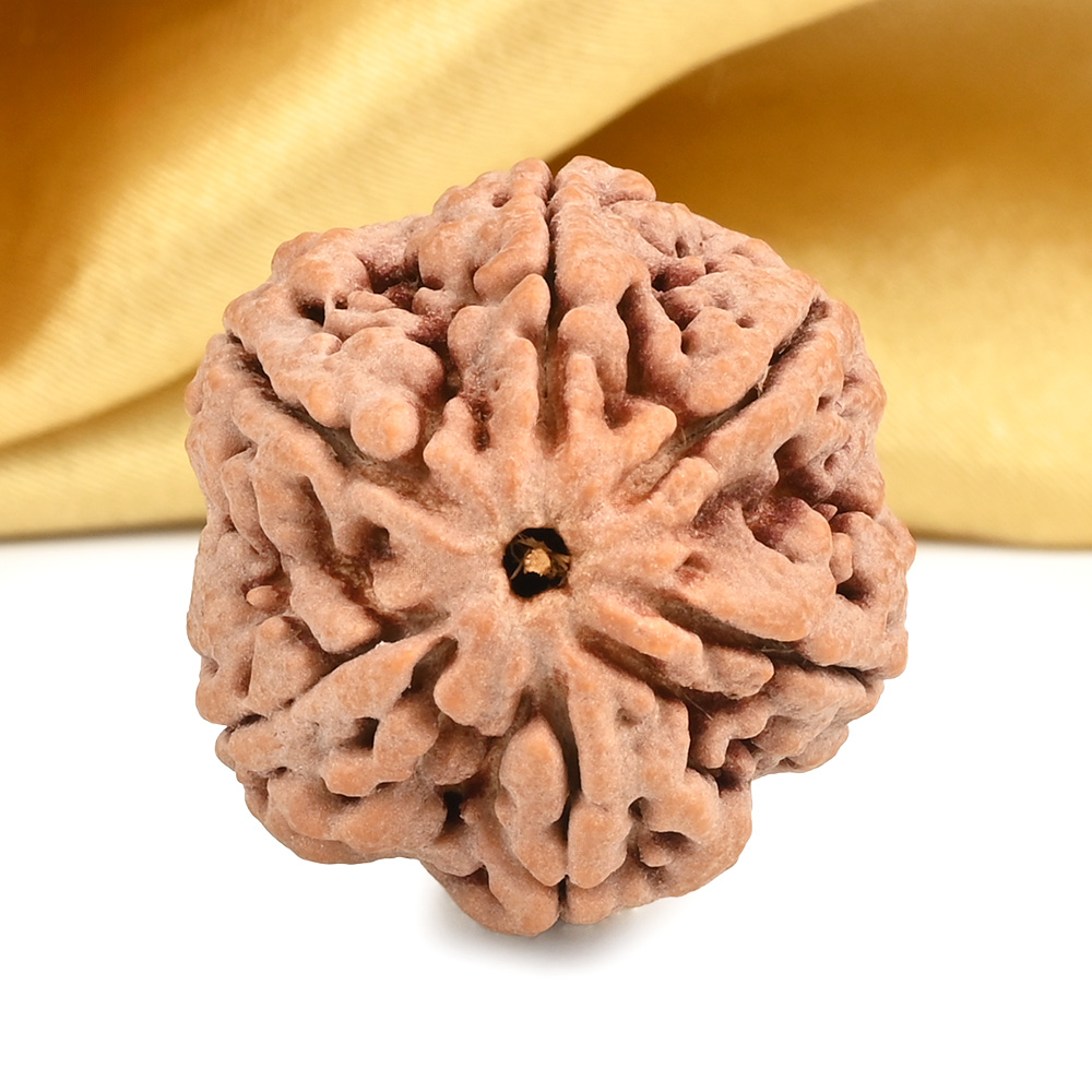 Super Collector 6 Mukhi from Nepal - CDIX