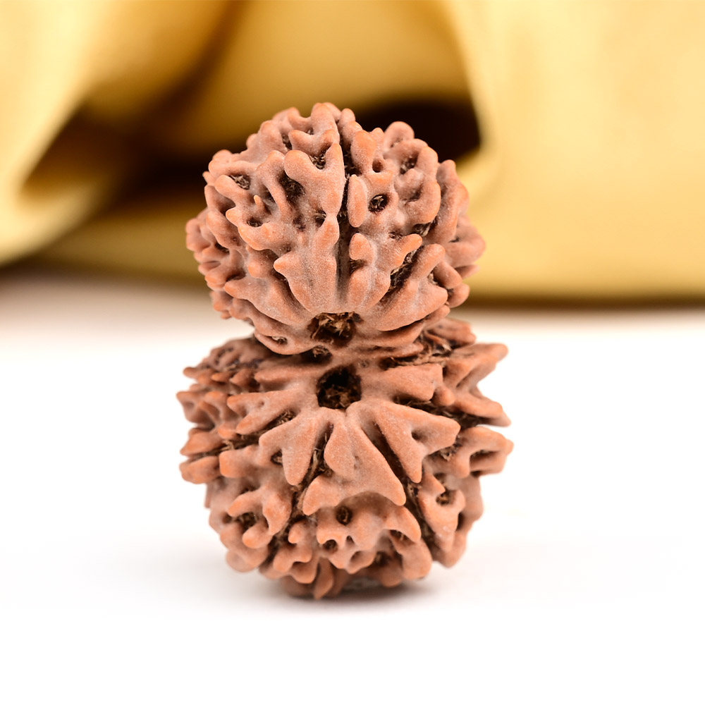 Gaurishankar Nepal-13 Mukhi-Collector