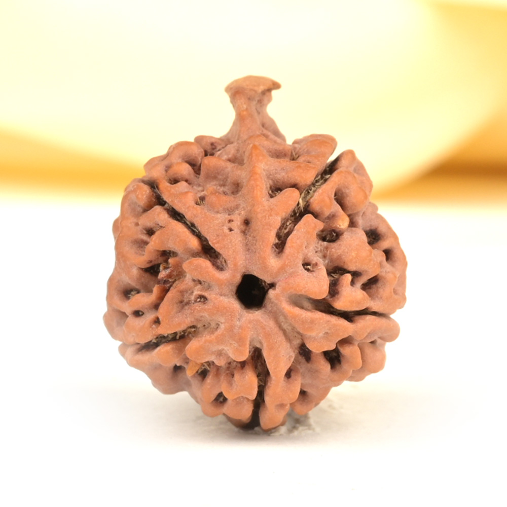 Ganesh Rudraksha 5 Mukhi from Nepal - LV