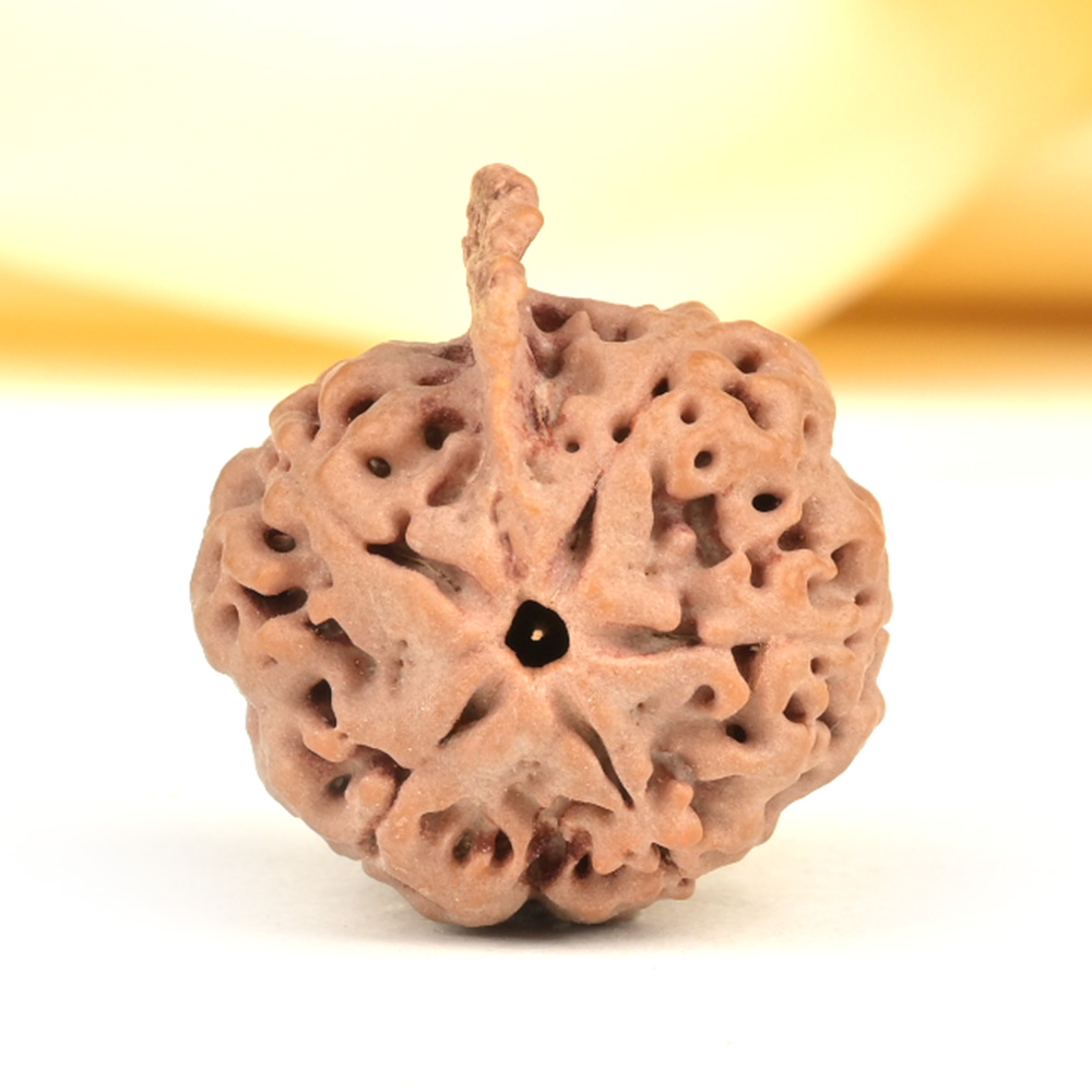 Ganesh Rudraksha 5 Mukhi from Nepal - LVI