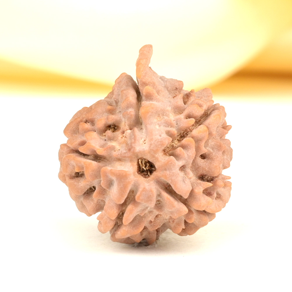 Ganesh Rudraksha 5 Mukhi from Nepal - LVII