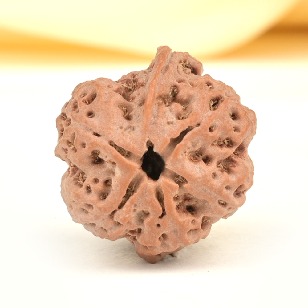 Ganesh Rudraksha 5 Mukhi from Nepal - LVIII