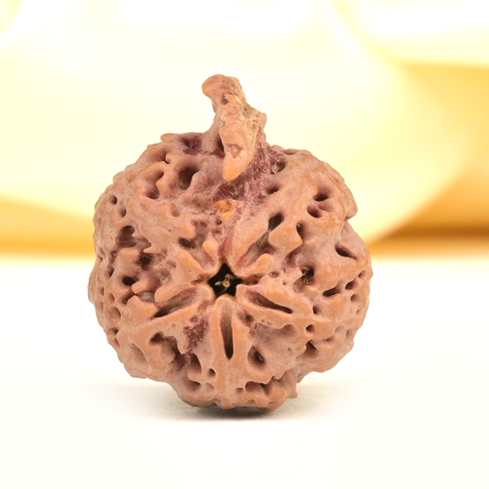Ganesh Rudraksha 5 Mukhi from Nepal - LIX