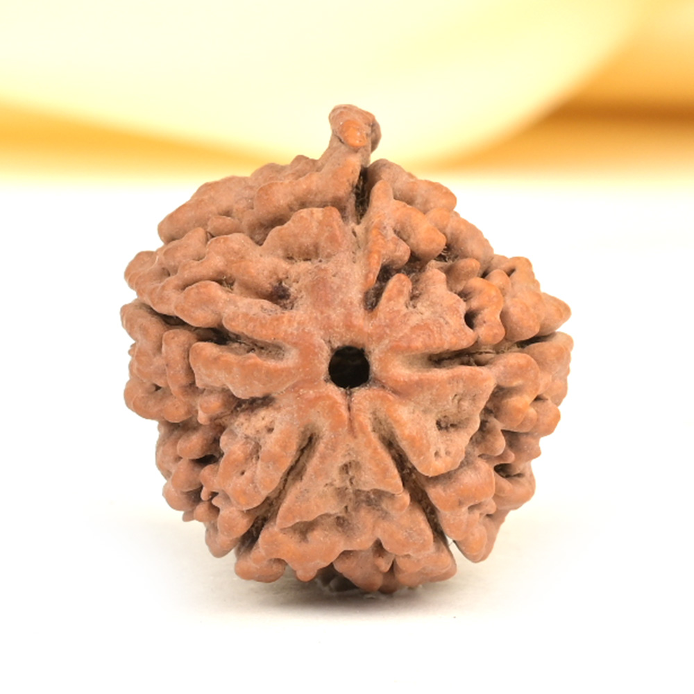 Ganesh Rudraksha 5 Mukhi from Nepal - LX