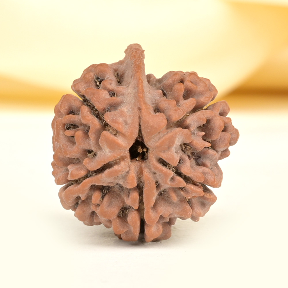 Ganesh Rudraksha 5 Mukhi from Nepal - LXI