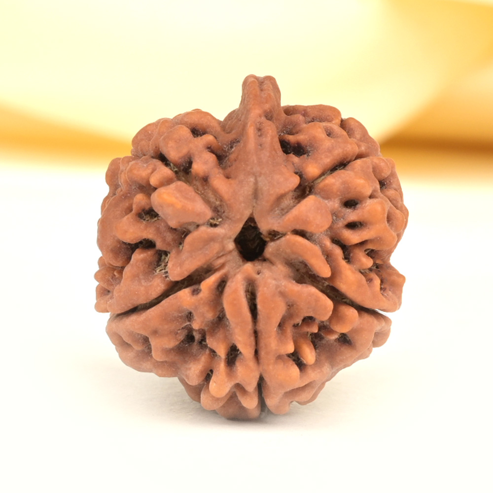 Ganesh Rudraksha 5 Mukhi from Nepal - LXII