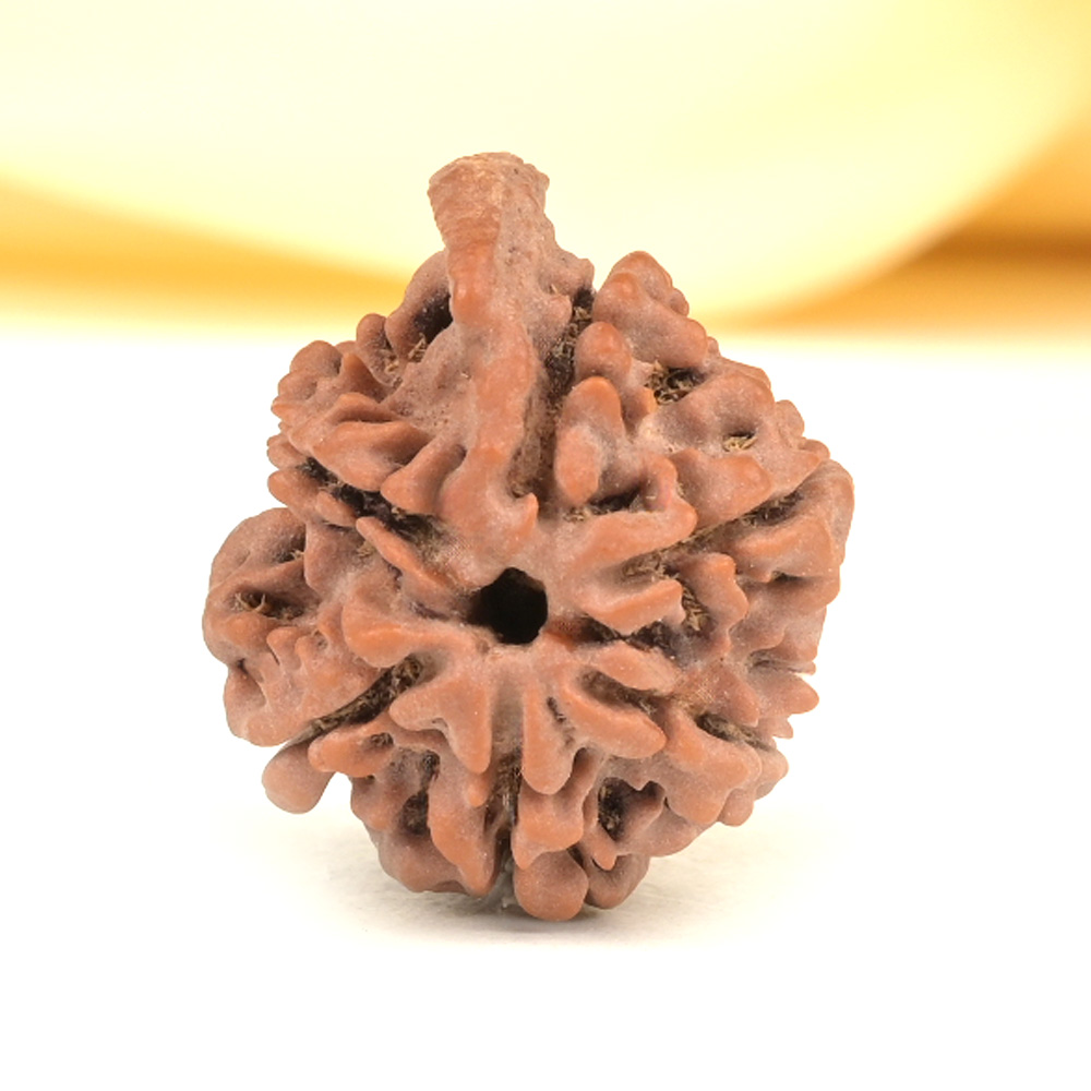 Ganesh Rudraksha 6 Mukhi from Nepal - XLVI