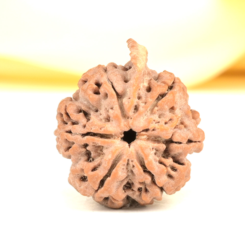 Ganesh Rudraksha 6 Mukhi from Nepal - XL