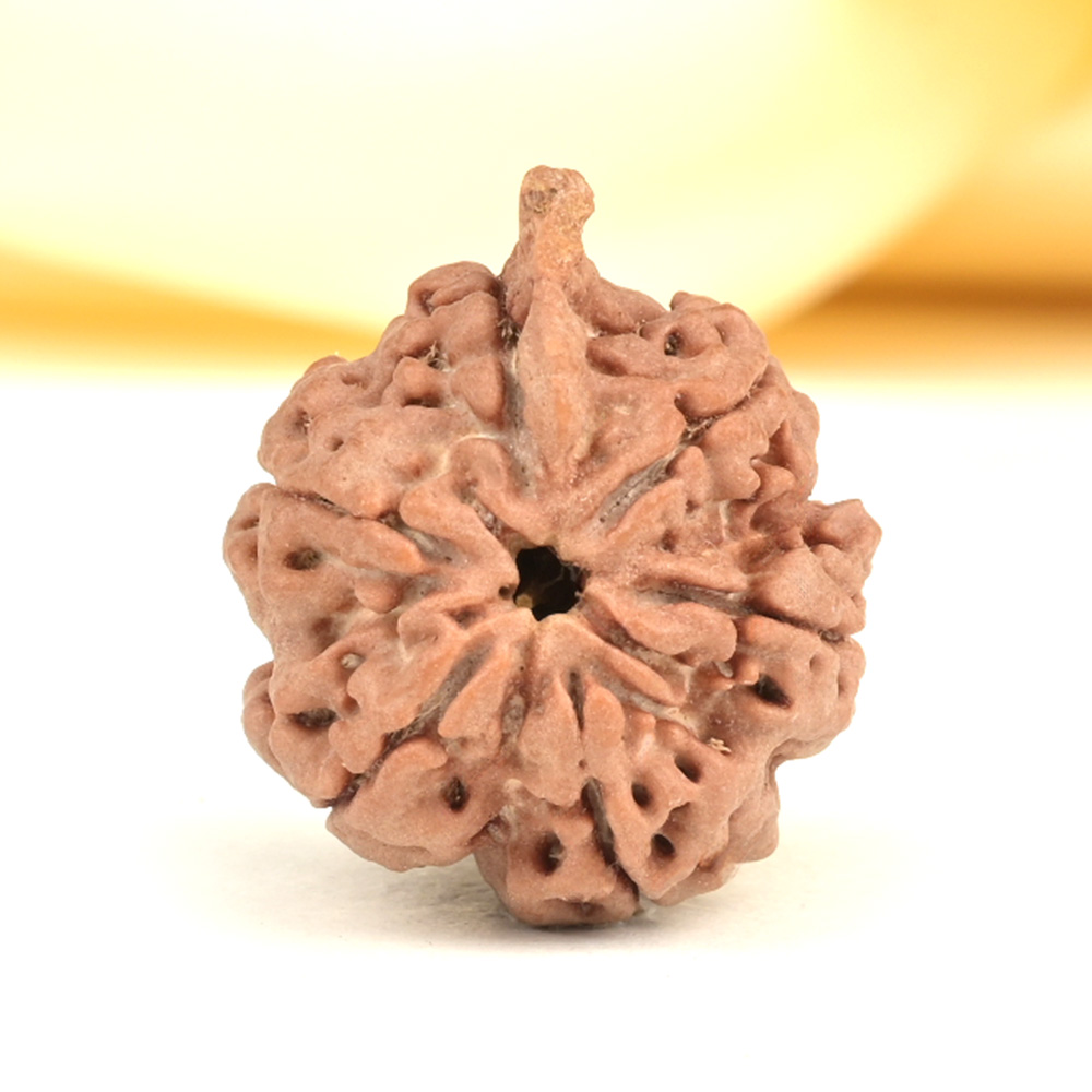 Ganesh Rudraksha 6 Mukhi from Nepal - XLVII