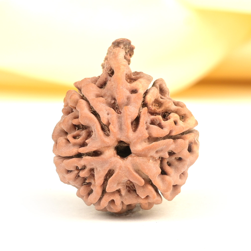 Ganesh Rudraksha 6 Mukhi from Nepal - XLIII