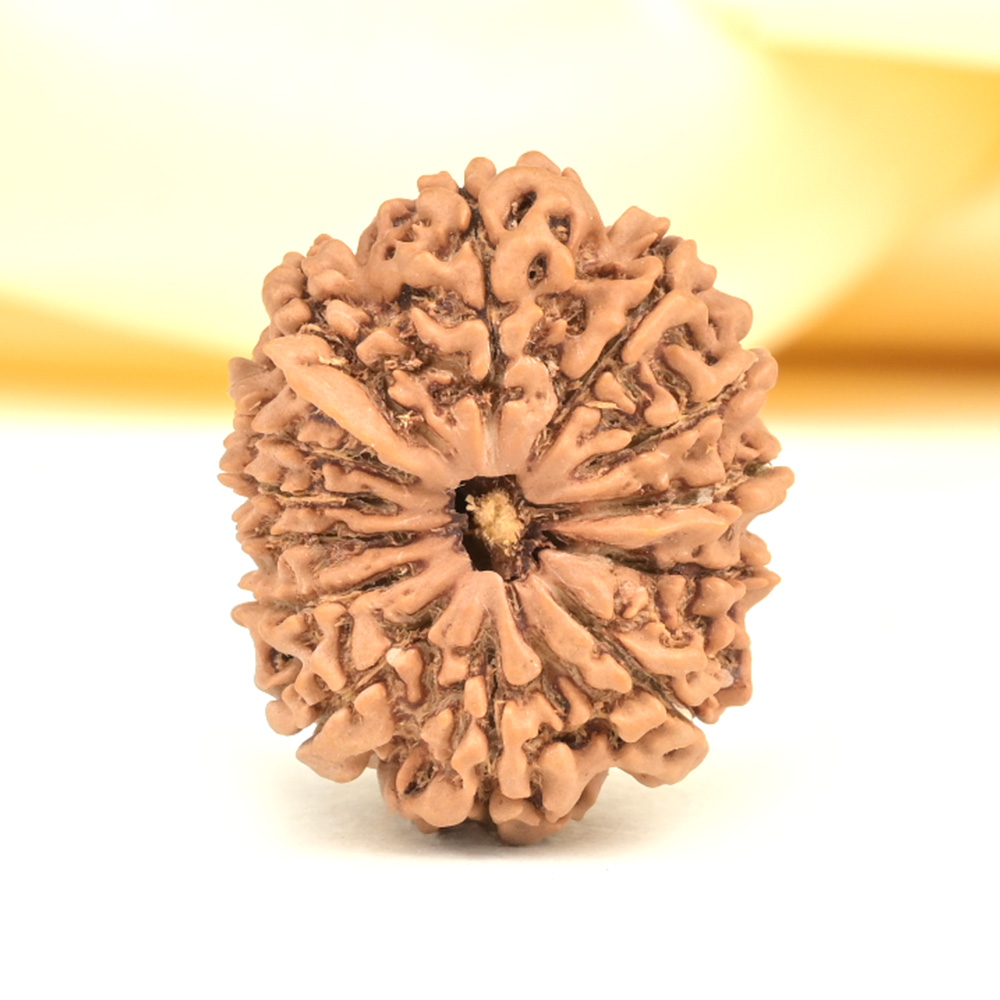 Ganesh Rudraksha 13 Mukhi from Nepal - I