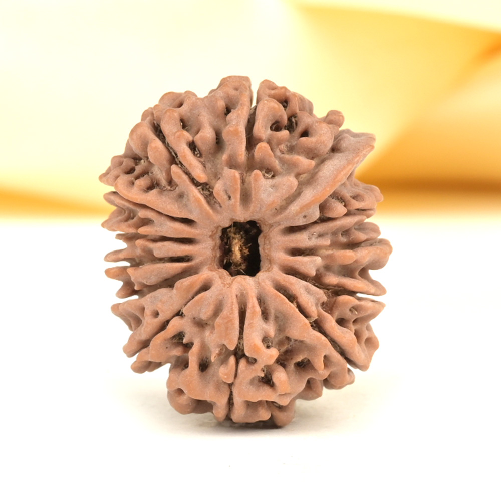 Ganesh Rudraksha 13 Mukhi from Nepal - II