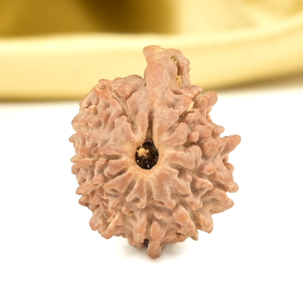 Ganesh Rudraksha 11 Mukhi from Nepal Small - II