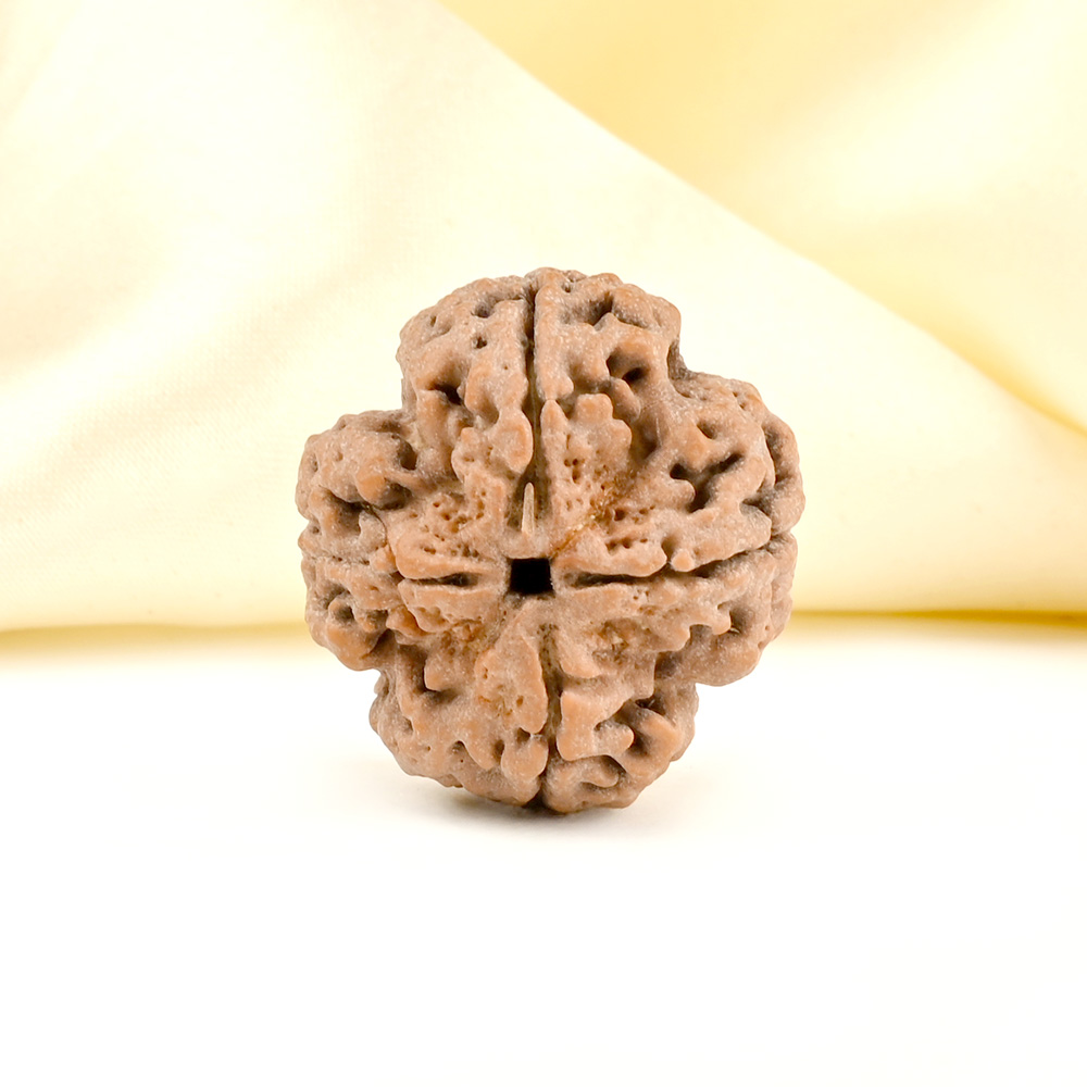 Super Collector 4 Mukhi from Nepal - CXCXIII