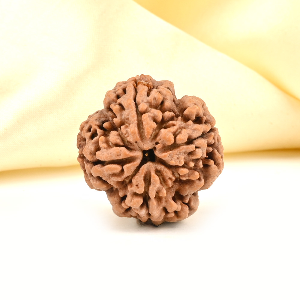 Super Collector 4 Mukhi from Nepal - CXCXIV