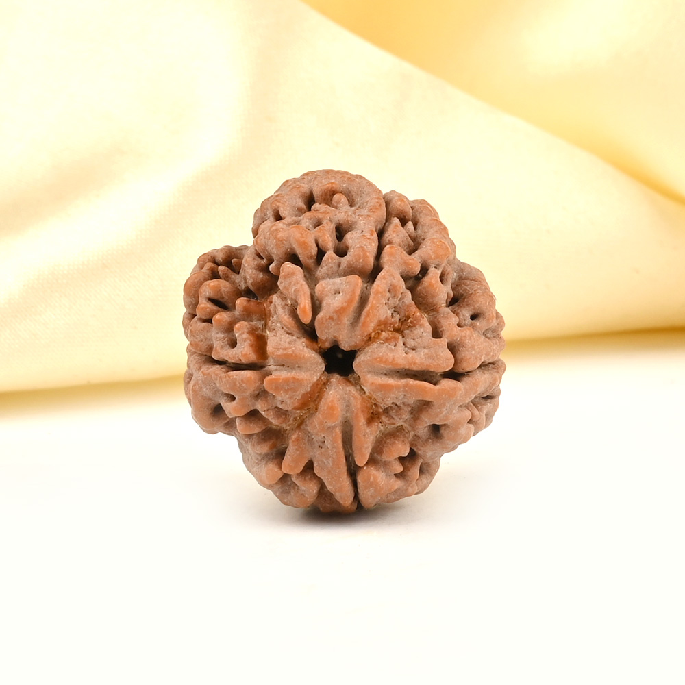 Super Collector 4 Mukhi from Nepal - CXCXV