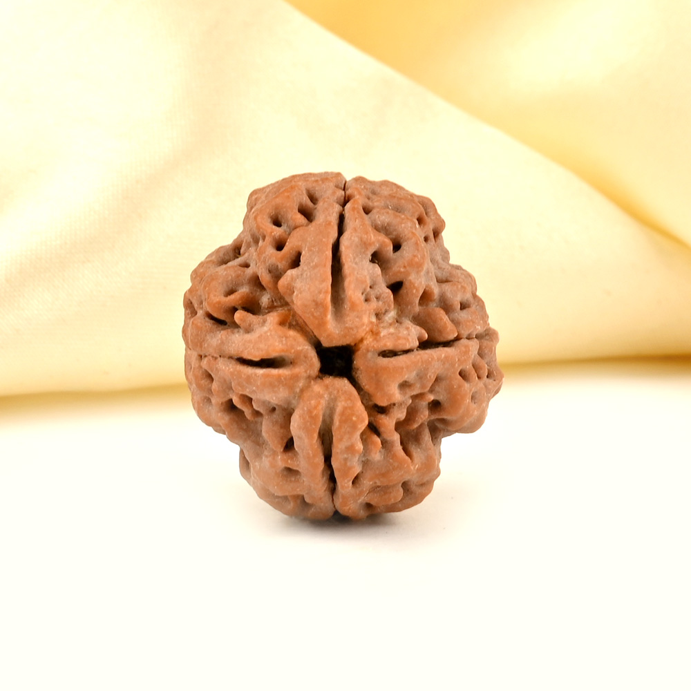 Super Collector 4 Mukhi from Nepal - CXCXVI