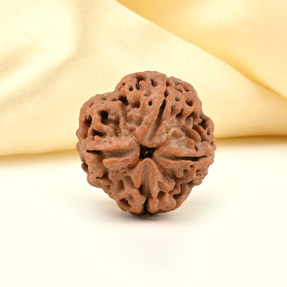 Collector 4 Mukhi from Nepal - DLXXVI