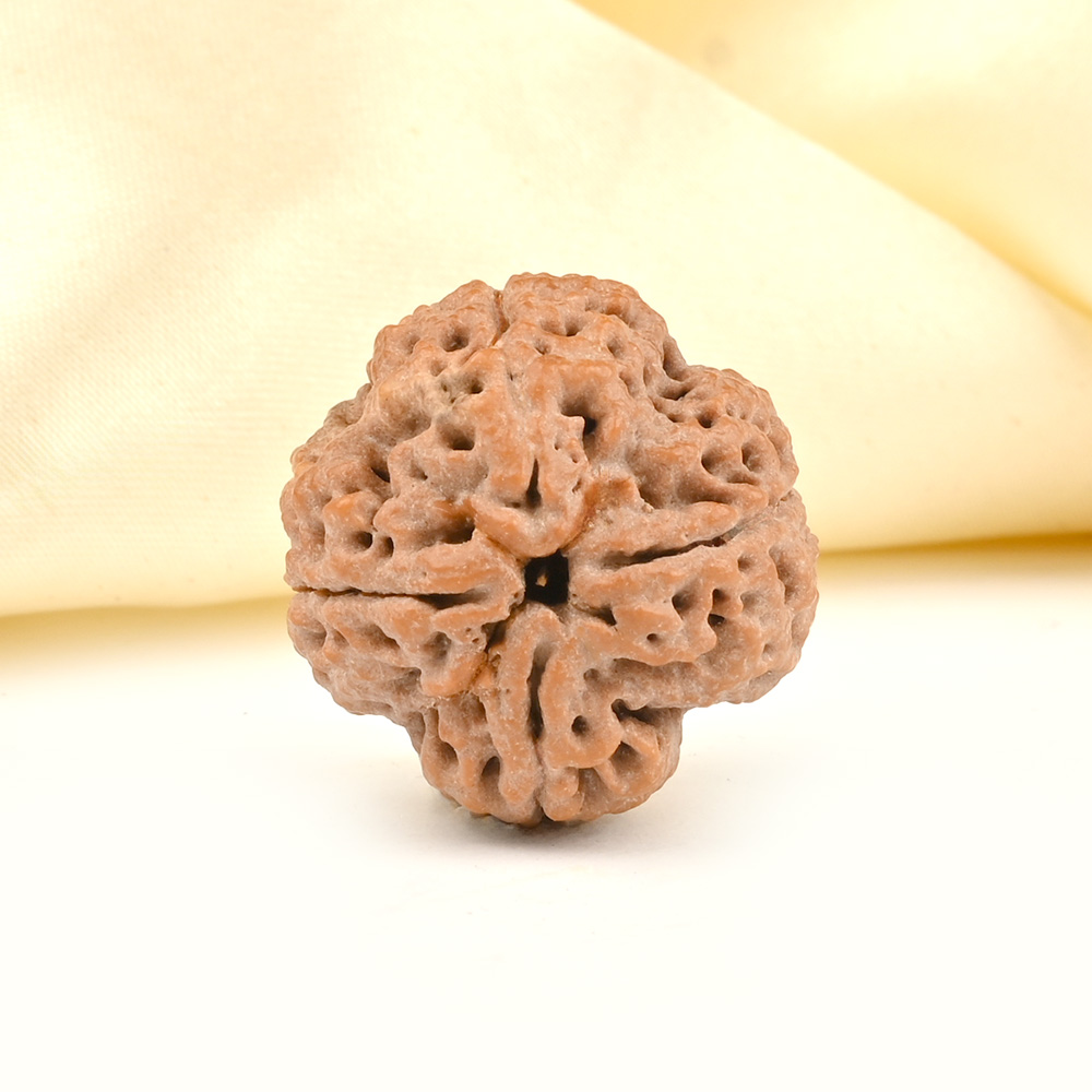 Collector 4 Mukhi from Nepal - DLXXVII