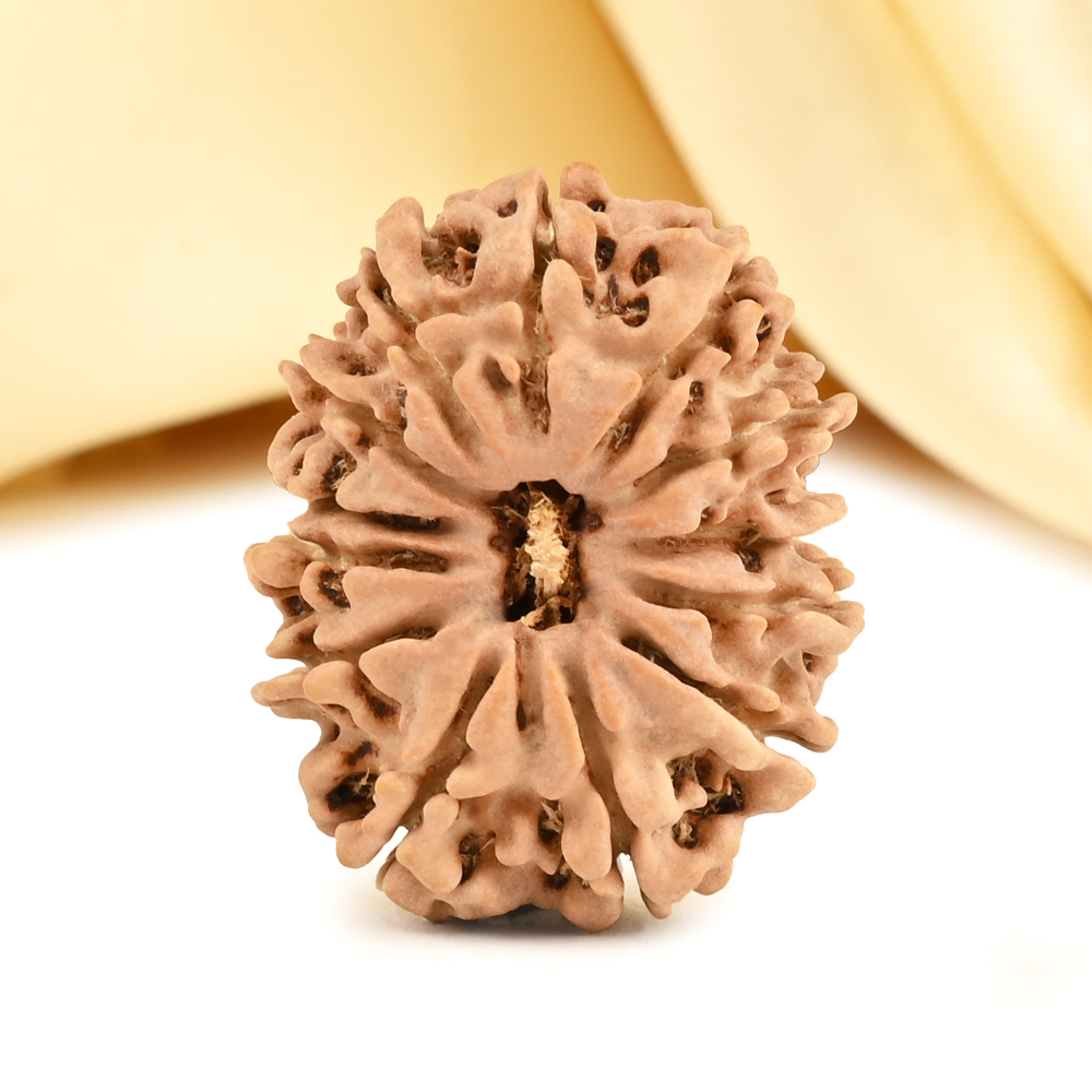 13 Mukhi from Nepal small - CDVIII