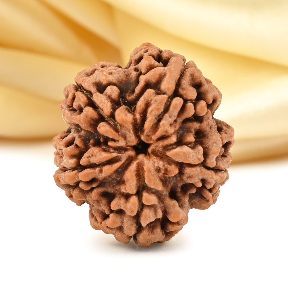 Super Collector 5 Mukhi from Nepal - DCLXXXVI