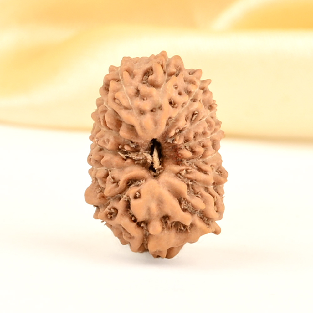 14 Mukhi from Java Indonesia Small - CDXX