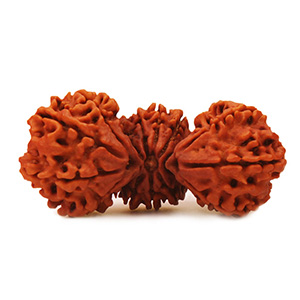 Nepal Rudraksha