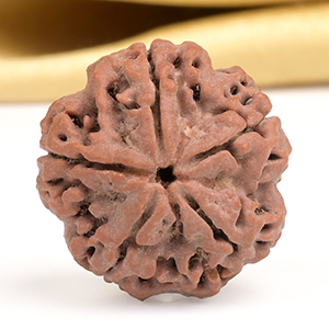 Collector 5 Mukhi from Nepal - DXLIX