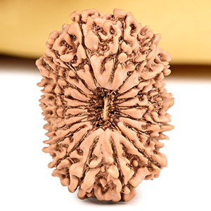 Super Collector 19 Mukhi from Nepal - VIII