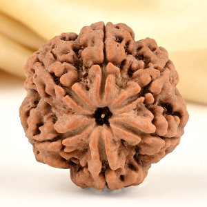 Super Collector 6 Mukhi from Nepal - CDXLVII