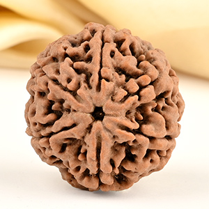 Super Collector 6 Mukhi from Nepal - CDLXI