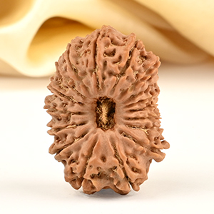 17 Mukhi from Nepal - CIII