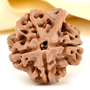 Ganesh Rudraksha 4 Mukhi from Nepal - X
