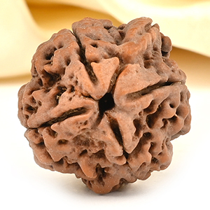Ganesh Rudraksha 4 Mukhi from Nepal - XIII
