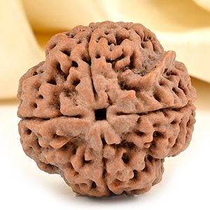 Ganesh Rudraksha 4 Mukhi from Nepal - XIV