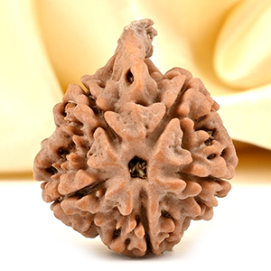 Ganesh Rudraksha 5 Mukhi from Nepal - LXIII